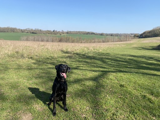 Lovely labrador