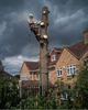 tree removal durham 