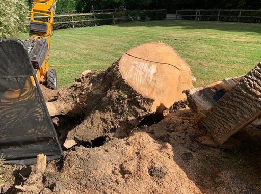 stump grinding durham 