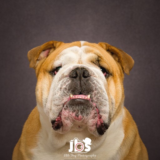 Bulldog