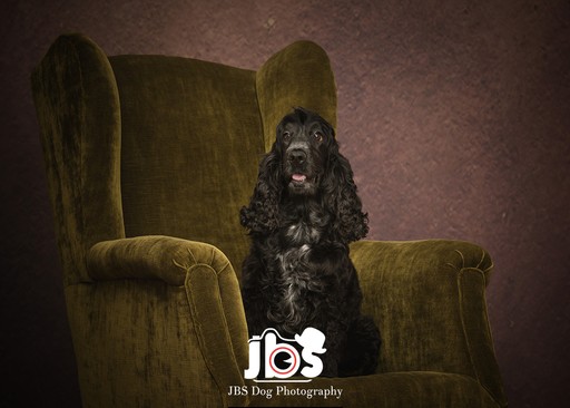 Cocker Spaniel
