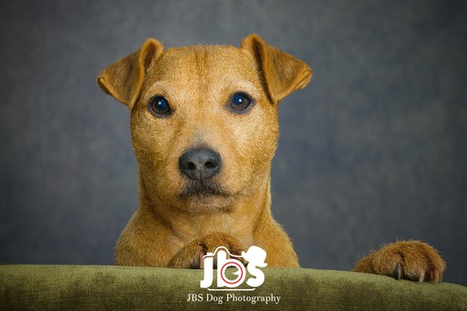 Lakeland Terrier