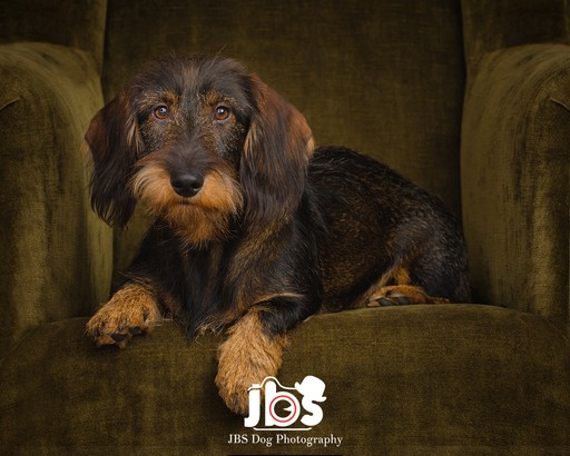 Wired Haired Dachshund