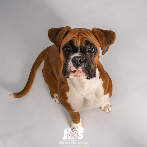 Boxer