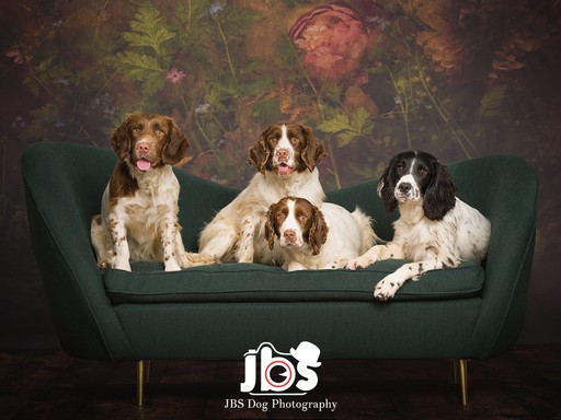 Spaniel