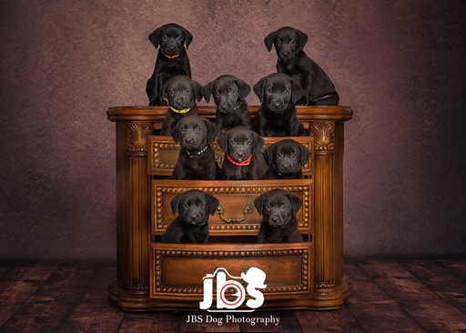 Puppies