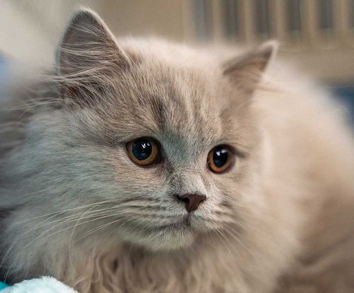 Cat Sitting Manchester