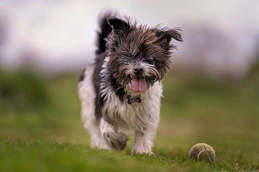 Dog Walker Manchester