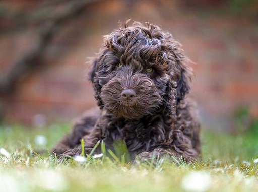 Puppy Visits