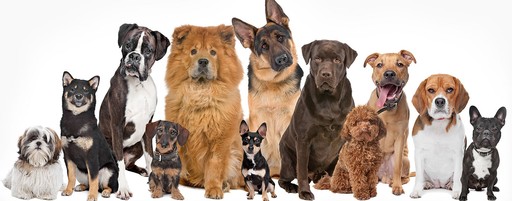 K9 Grooming in Milton Keynes