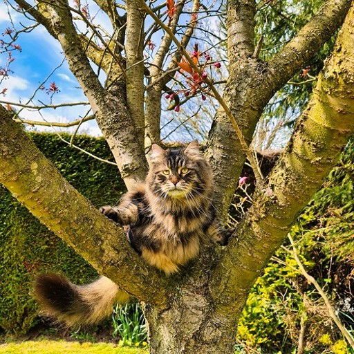 cat sitting service, cattery