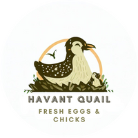 Havant Quail