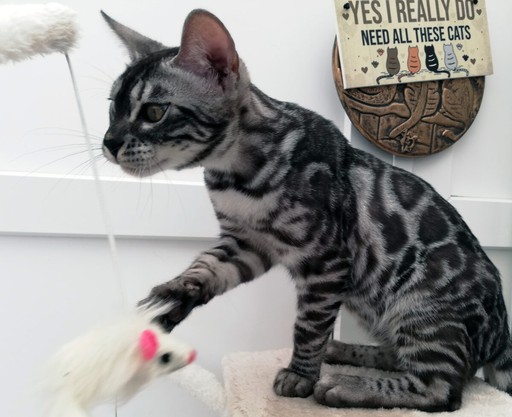 Dexter the champion bengal stud