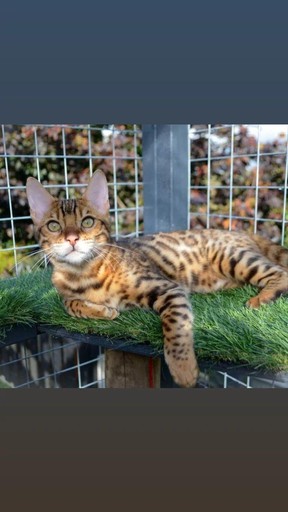 Queen bengal nefertiti 