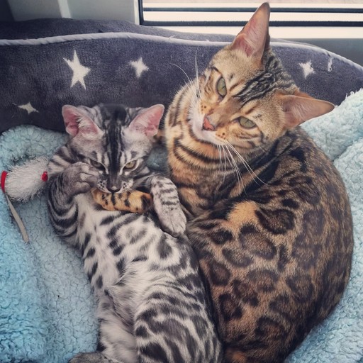 Lovely bengals 