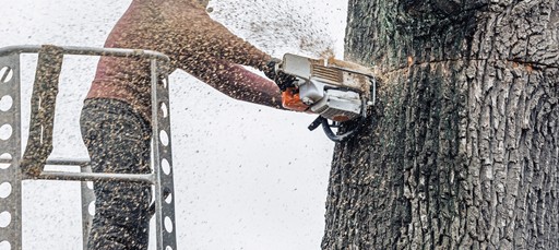  Expert Tree Surgeon in North Lincolnshire.