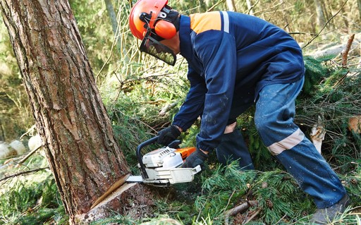 Tree Surgeon Preston