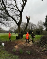 tree surgeon darlington