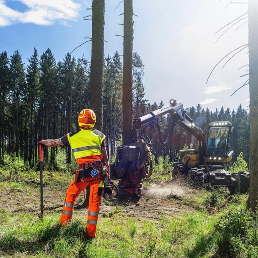 tree surgeon Darlington 