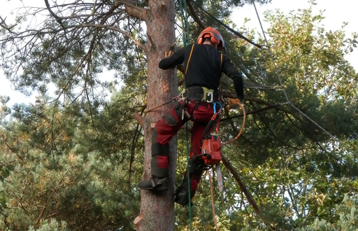 Local tree surgeon at work