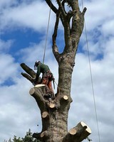 tree surgeon blackburn 
