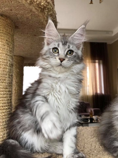 Maine Coon Kittens For Sale 5750 Holly St, Denver, CO, 85206
